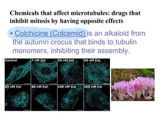 Microscopy, cell and function By pitsanu duangkartok | PDF