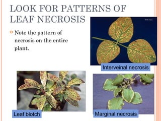 LOOK FOR PATTERNS OF
LEAF NECROSIS
 Note the pattern of
necrosis on the entire
plant.
Interveinal necrosis
Leaf blotch Ma...