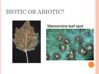 BIOTIC OR ABIOTIC?
Marsonnina leaf spot
 