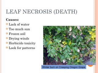 LEAF NECROSIS (DEATH)
Causes:
 Lack of water
 Too much sun
 Frozen soil
 Drying winds
 Herbicide toxicity
 Look for ...
