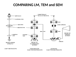 COMPARING LM, TEM and SEM
 