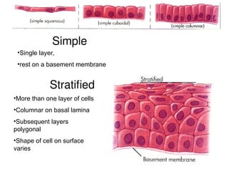 microscopy & epithelium for medical students.ppt
