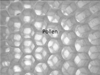 Pollen
 