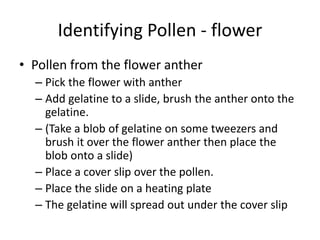 Identifying Pollen - flower
• Pollen from the flower anther
– Pick the flower with anther
– Add gelatine to a slide, brush the anther onto the
gelatine.
– (Take a blob of gelatine on some tweezers and
brush it over the flower anther then place the
blob onto a slide)
– Place a cover slip over the pollen.
– Place the slide on a heating plate
– The gelatine will spread out under the cover slip
 