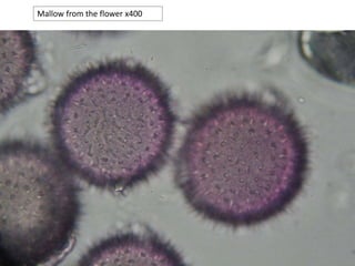 Mallow from the flower x400
 