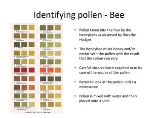 Identifying pollen - Bee
• Pollen taken into the hive by the
honeybees as observed by Dorothy
Hodges
• The honeybee mixes honey and/or
nectar with the pollen with the result
that the colour can vary
• Careful observation is required to to be
sure of the source of the pollen
• Better to look at the pollen under a
microscope
• Pollen is mixed with water and then
placed onto a slide
 