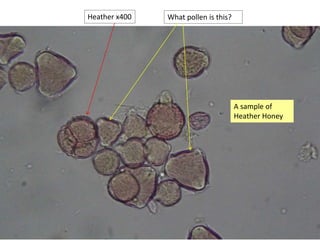 Heather x400 What pollen is this?
A sample of
Heather Honey
 
