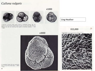 Ling Heather
x1000
x3000
X15,000
 