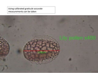 Using calibrated graticule accurate
measurements can be taken
 
