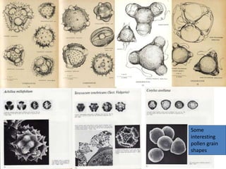 Some
interesting
pollen grain
shapes
 