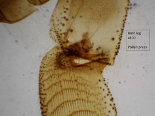 Hind leg
x100
Pollen press
 