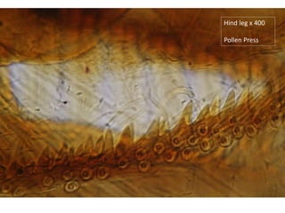 Hind leg x 400
Pollen Press
 