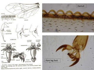 Hamuli
Fore leg foot
 