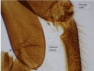 Fore leg
x100
Antenna
cleaner
 