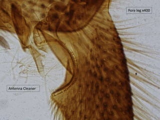 Fore leg x400
Antenna Cleaner
 