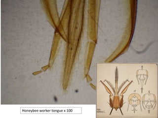 Honeybee worker tongue x 100
 