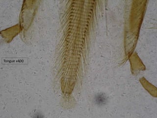 Tongue x400
 