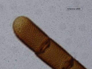 Antenna x400
 