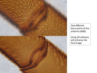 Two different
focus points of the
antenna (x600).
Using 3D software
will enhance the
final image
 