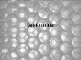 Bee Parasites
 