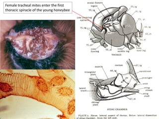 Female tracheal mites enter the first
thoracic spiracle of the young honeybee
 