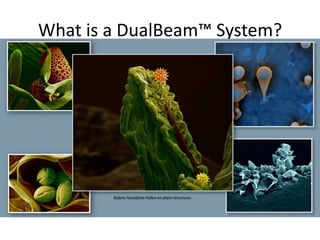What is a DualBeam™ System?
Bidens Ferulifolia Pollen on plant structures
 