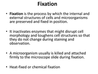 Fixation
• Fixation is the process by which the internal and
external structures of cells and microorganisms
are preserved and fixed in position.
• It inactivates enzymes that might disrupt cell
morphology and toughens cell structures so that
they do not change during staining and
observation.
• A microorganism usually is killed and attached
firmly to the microscope slide during fixation.
• Heat-fixed or chemical fixation
 