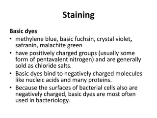 Staining
Basic dyes
• methylene blue, basic fuchsin, crystal violet,
safranin, malachite green
• have positively charged groups (usually some
form of pentavalent nitrogen) and are generally
sold as chloride salts.
• Basic dyes bind to negatively charged molecules
like nucleic acids and many proteins.
• Because the surfaces of bacterial cells also are
negatively charged, basic dyes are most often
used in bacteriology.
 