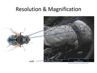 Resolution & Magnification
scale
 