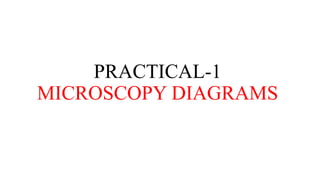 PRACTICAL-1
MICROSCOPY DIAGRAMS
 