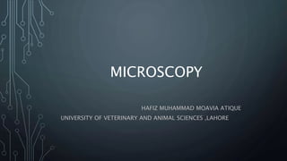 MICROSCOPY
HAFIZ MUHAMMAD MOAVIA ATIQUE
UNIVERSITY OF VETERINARY AND ANIMAL SCIENCES ,LAHORE
 