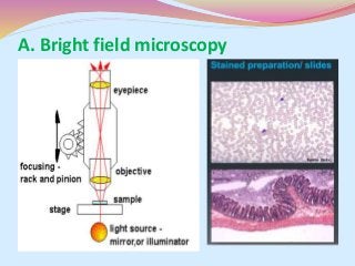A. Bright field microscopy
 