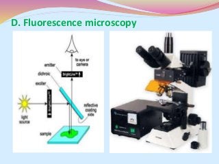 D. Fluorescence microscopy
 