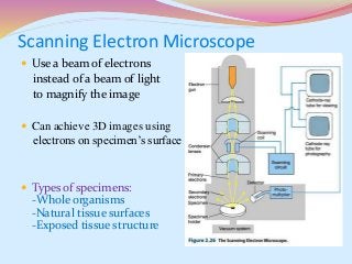 Scanning Electron Microscope
 Use a beam of electrons
instead of a beam of light
to magnify the image
 Can achieve 3D images using
electrons on specimen’s surface
 Types of specimens:
-Whole organisms
-Natural tissue surfaces
-Exposed tissue structure
 