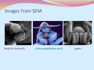 Images from SEM
Head of a butterfly A flea magnified 50 000 X spider
 