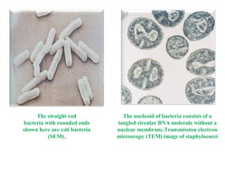 Microscopy & Staining | PPT
