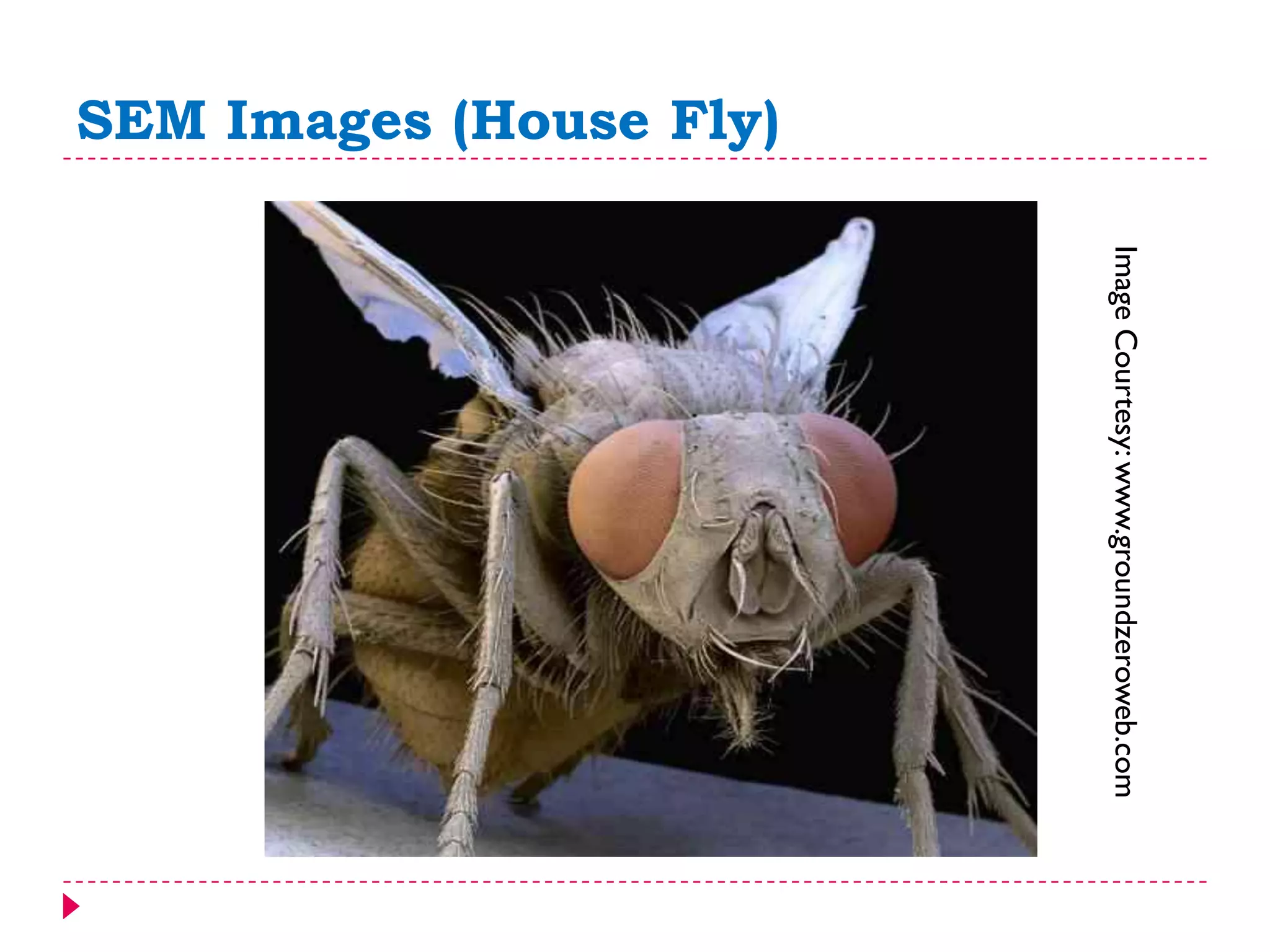 SEM Images (House Fly)
ImageCourtesy:www.groundzeroweb.com
 