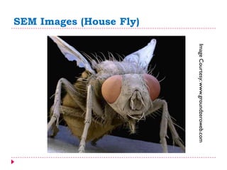 SEM Images (House Fly)
ImageCourtesy:www.groundzeroweb.com
 