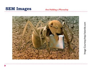 SEM Images Ant Holding a Microchip
ImageCourtesy:http://izismile.com
 