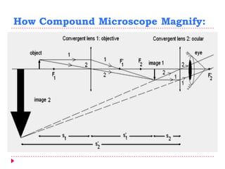 How Compound Microscope Magnify:
 