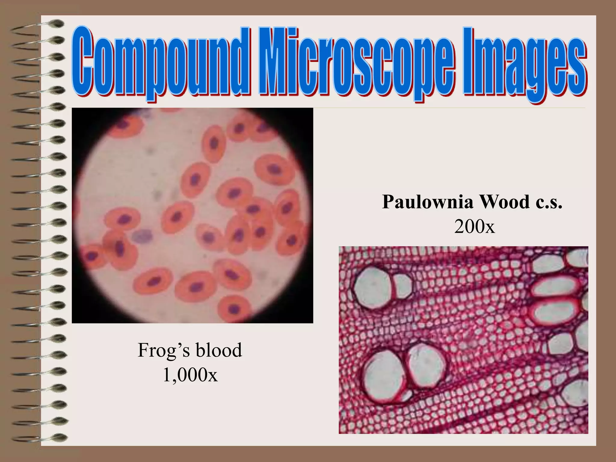 Frog’s blood
1,000x
Paulownia Wood c.s.
200x
 