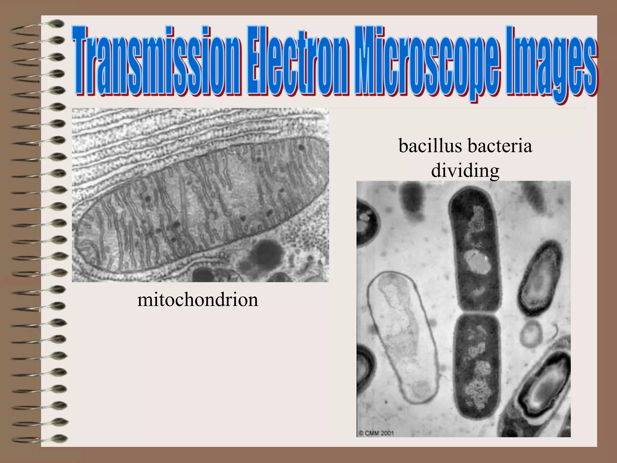 mitochondrion
bacillus bacteria
dividing
 