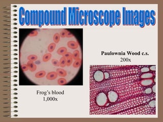 Frog’s blood
1,000x
Paulownia Wood c.s.
200x
 