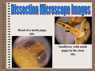 Sunflower with moth
pupa in the stem
10x
Head of a moth pupa
60x
 