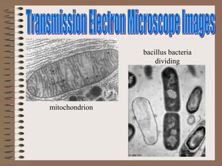 mitochondrion
bacillus bacteria
dividing
 