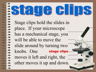 stage clips
Stage clips hold the slides in
place. If your microscope
has a mechanical stage, you
will be able to move the
slide around by turning two
knobs. One
moves it left and right, the
other moves it up and down.
 