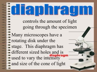 diaphragm
controls the amount of light
going through the specimen
Many microscopes have a
rotating disk under the
stage. This diaphragm has
different sized holes and is
used to vary the intensity
and size of the cone of light
 