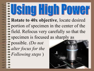 Rotate to 40x objective, locate desired
portion of specimen in the center of the
field. Refocus very carefully so that the
specimen is focused as sharply as
possible. (Do not
alter focus for the
Following steps )
 