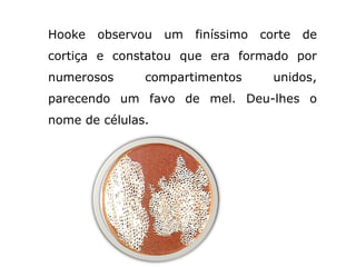 Hooke   observou   um   finíssimo   corte   de
cortiça e constatou que era formado por
numerosos      compartimentos         unidos,
parecendo um favo de mel. Deu-lhes o
nome de células.
 