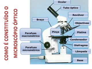 Ocular

                         Tubo óptico


                               Revólver

         Braço
                                 Objectivas


                 Pinça             Platina
  Parafuso
macrométrico
                              Condensador

                                 Diafragma
  Parafuso
micrométrico
                                  Lâmpada


                                   Base
 